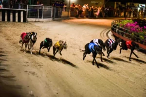 Chi Tiết Về Cách Chơi Game Nhanh Đua Chó Tại Sodo6789 Hiệu Quả