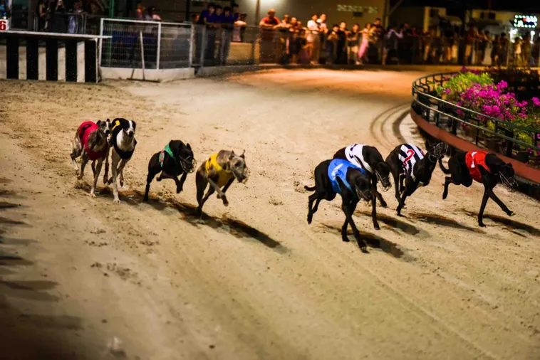 Chi Tiết Về Cách Chơi Game Nhanh Đua Chó Tại Sodo6789 Hiệu Quả