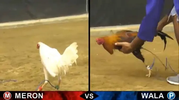 Bí Quyết Cách Chơi Đá Gà Sabong Tại Sodo6789 Nhận Thưởng Cực Khủng